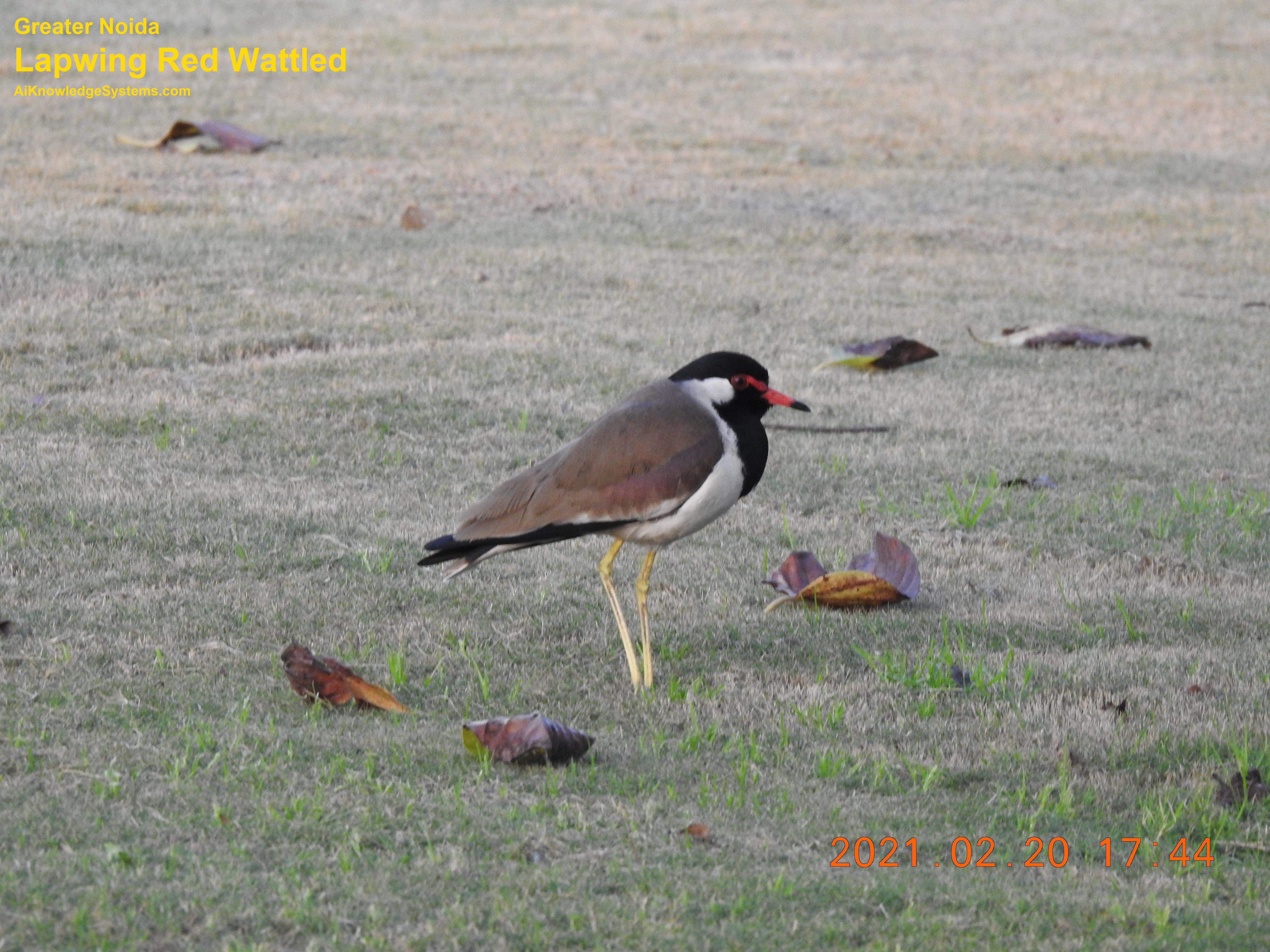 Lapwing Red Wattled (21) Coming Soon